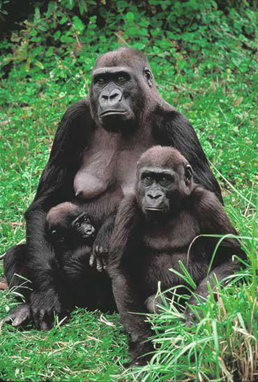 http://ugandavulnerableandyoungwomenempowerment.yolasite.com/resources/gorilla%201.jpg